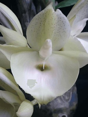 Orquídea Catasetum pileatum alba com grande flor branca em formato de taça e labelo expandido