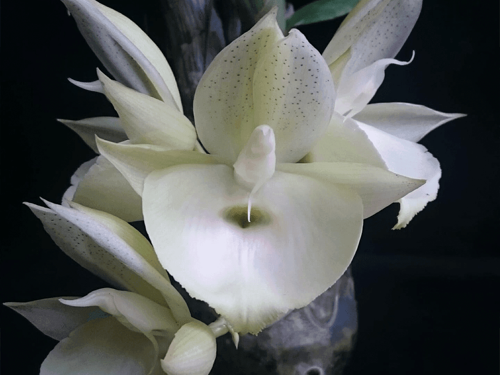 Orquídea Catasetum pileatum alba com grande flor branca em formato de taça e labelo expandido