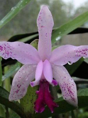 Cattleya interglossa