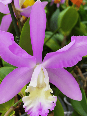 Cattleya Híbrida #724