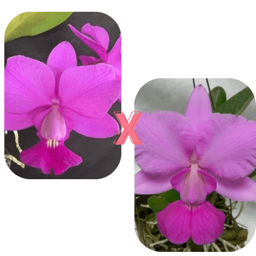 Cattleya Walqueriana Suprema x Cattleya Walqueriana Ivanoé