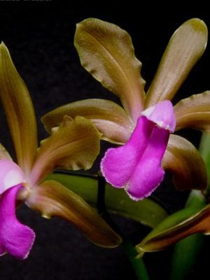 Cattleya bicolor em floração exótica com pétalas acastanhadas e labelo carmim