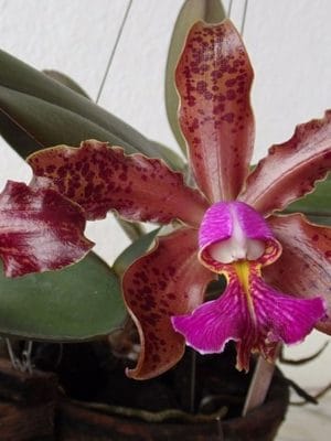 Cattleya schileriana​