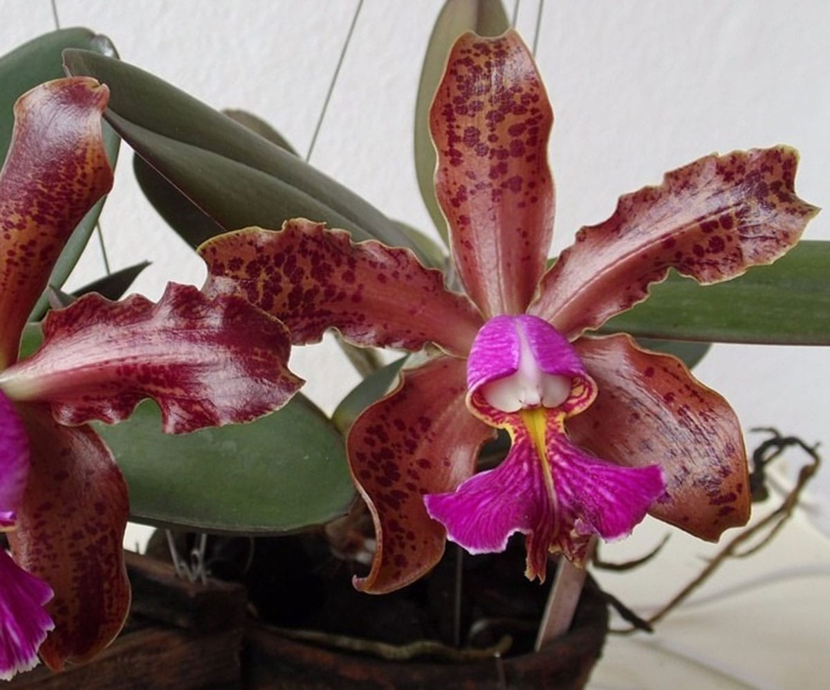 Cattleya schileriana