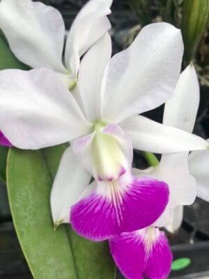 Orquídea Cattleya walkeriana semi-alba em floração com pétalas brancas e labelo colorido