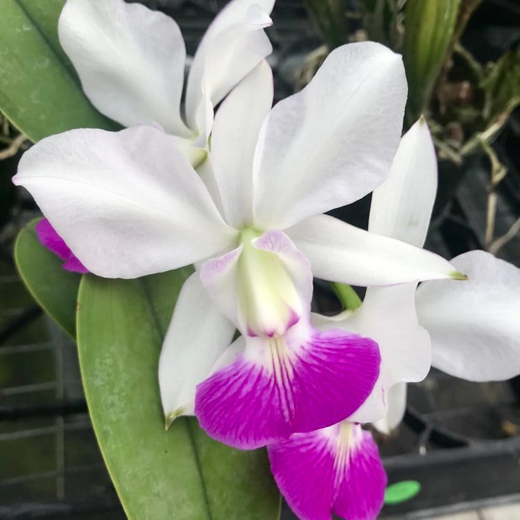 Orquídea Cattleya walkeriana semi-alba em floração com pétalas brancas e labelo colorido