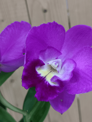 Cattlianthe Wufong Rose 'Pink'