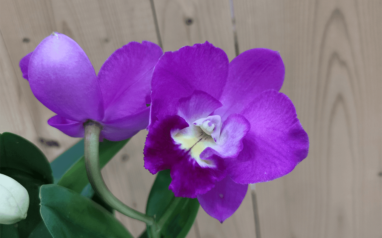 Cattlianthe Wufong Rose ‘Pink’