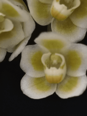 Chiloschista viridiflava alba