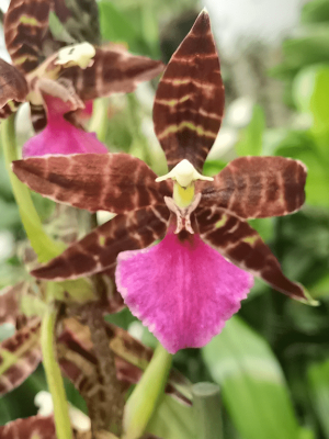 Colmanara Mini Massai