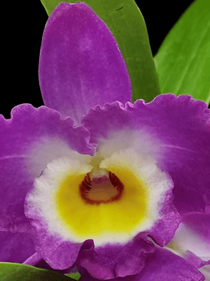 Dendrobium Comet King 'Akasuki'