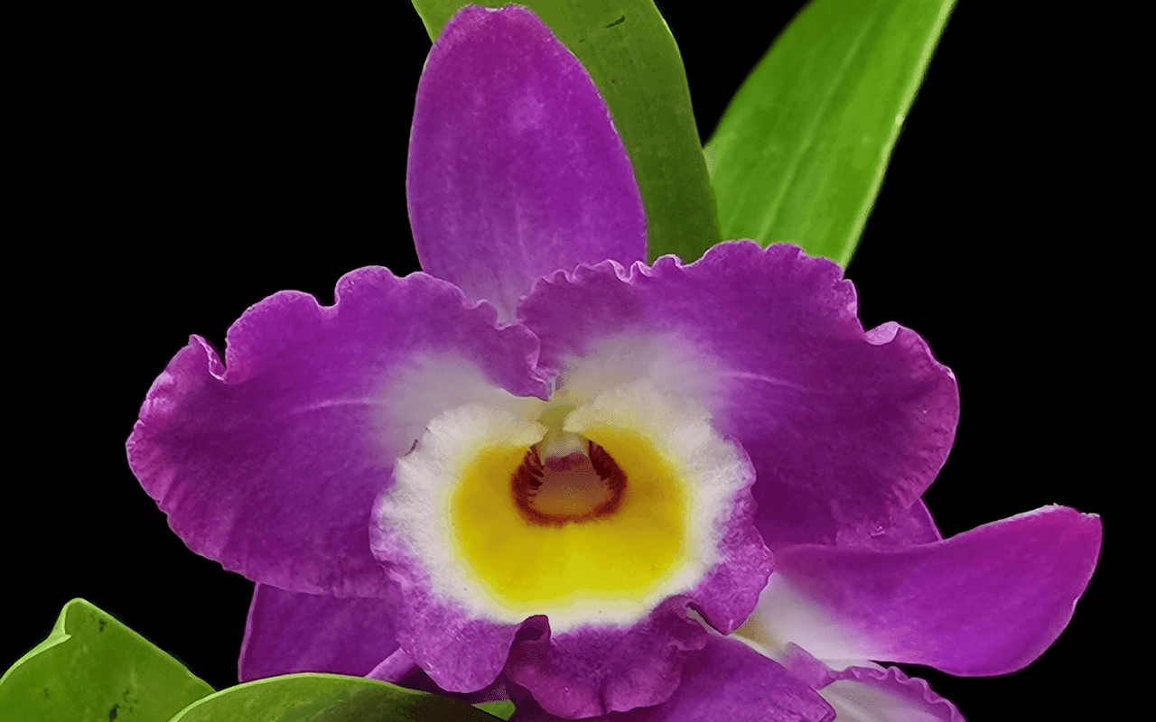 Dendrobium Comet King ‘Akasuki’