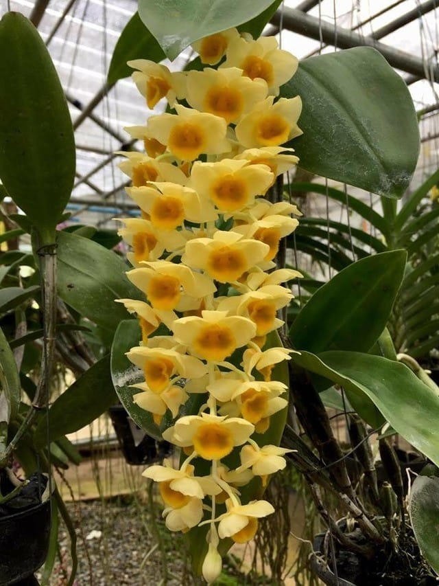 Dendrobium guiberttii