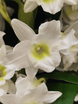 Orquídea Dendrobium nobile branco com flores brancas e miolo suave em haste ereta