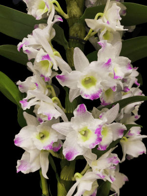 Dendrobium Nobile Branco com Rosa