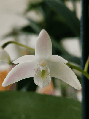 Dendrobium delicatum
