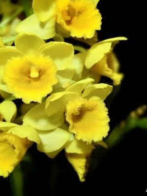 Dendrobium densiflorum