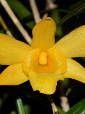 Dendrobium hancockii
