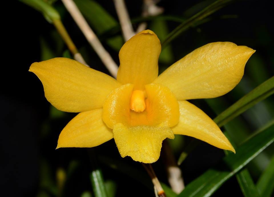 Dendrobium hancockii