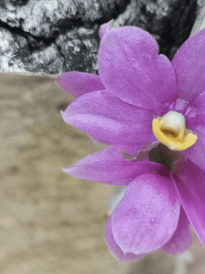 Dendrobium hibiki