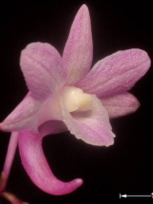 Dendrobium intricatum
