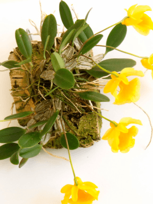 Dendrobium jenkinsii