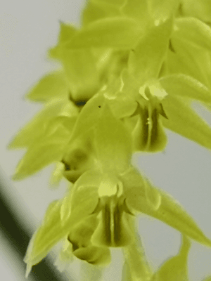 Orquídea botânica Dendrochilum abbreviatum em floração com pequenas flores em colares