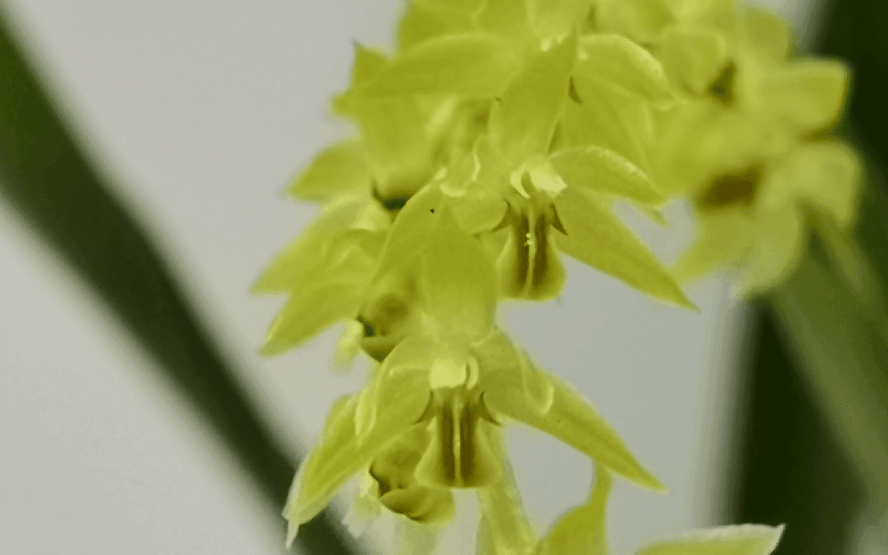 Orquídea botânica Dendrochilum abbreviatum em floração com pequenas flores em colares