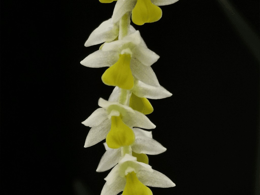 Orquídea Dendrochilum cobbianum com hastes florais pendentes repletas de pequenas flores exóticas
