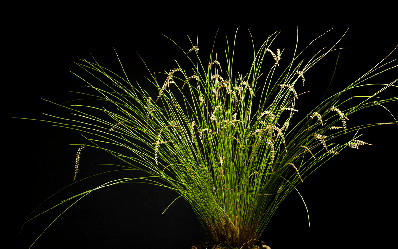 Dendrochilum tenellum