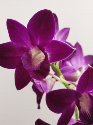 Denphal Purple Happiness