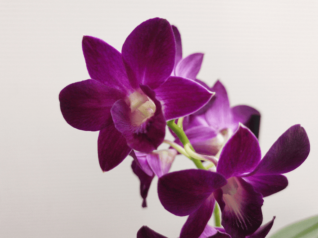 Denphal Purple Happiness