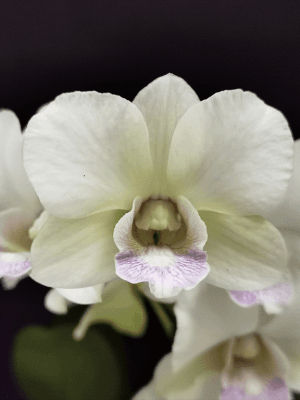 Denphal Snow Jade