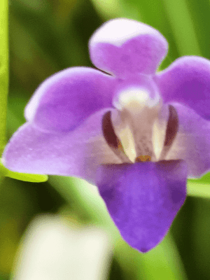 Doritis pulcherrima blue