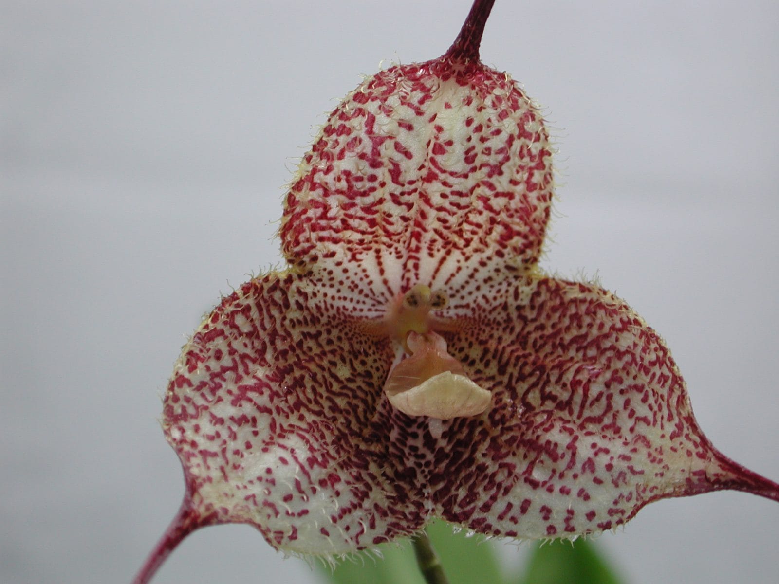 Dracula gorgona