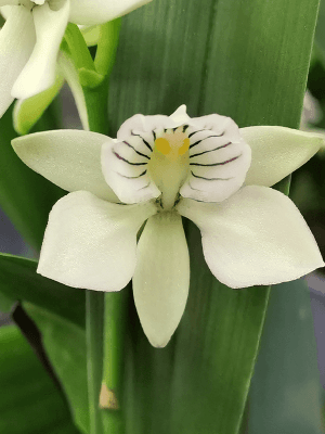 Encyclia fragans