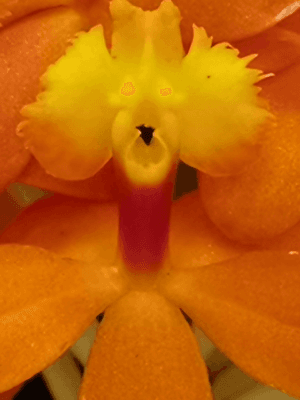 Epidendrum Ballerina 'Orange'