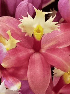 Epidendrum Ballerina
