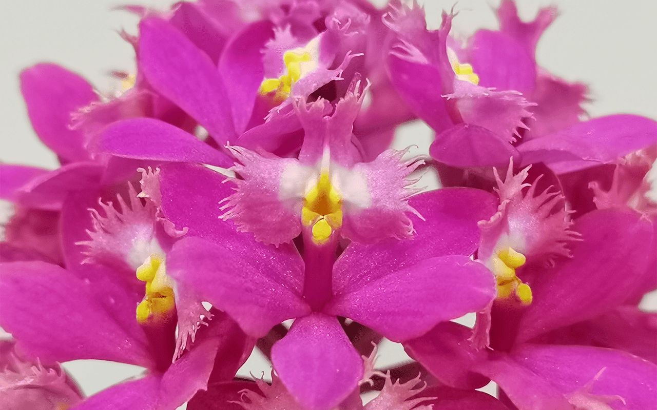 Orquídea Epidendrum Ballerina 'Rosy' em flor com densas umbelas de cor rosa brilhante