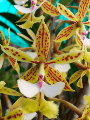 Epidendrum stamfordianum