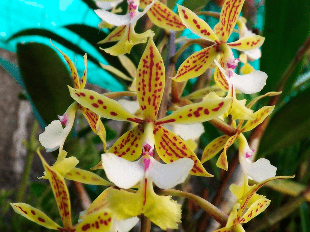 Epidendrum stamfordianum