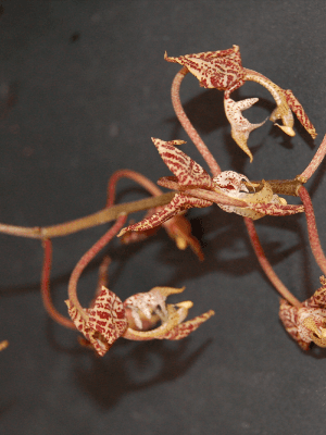 Gongora truncata