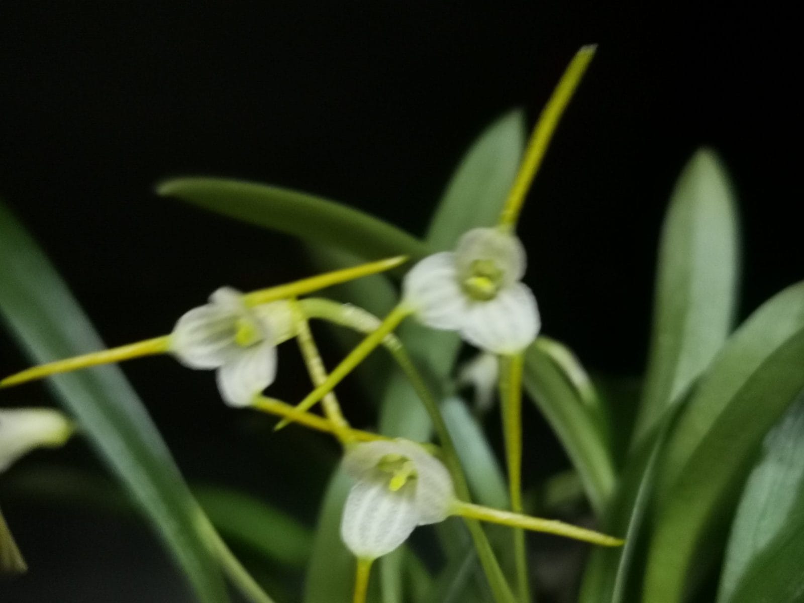 Mini-orquídea Masdevallia paivaeana em floração com flores exóticas