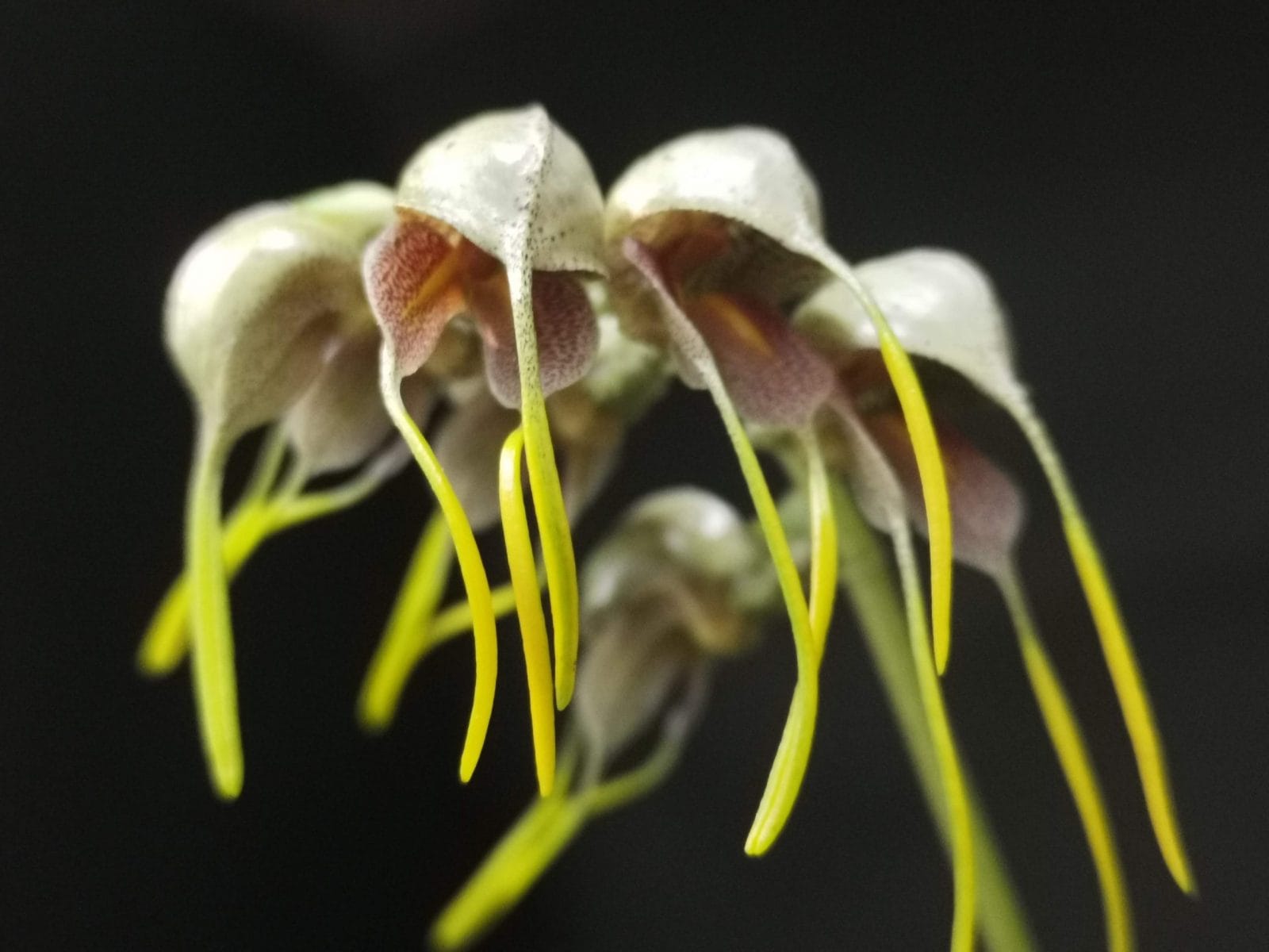 Masdevallia ova-avis