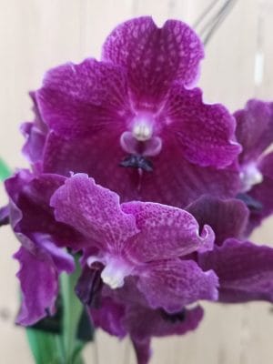 Vanda Love Red vaso de barro