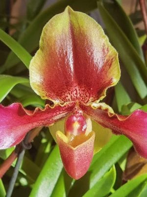 Paphiopedilum esquirolei x bidborough