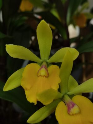 Orquídea Epic Rene Marquez x Pot Free Spirit com flores vibrantes em floração