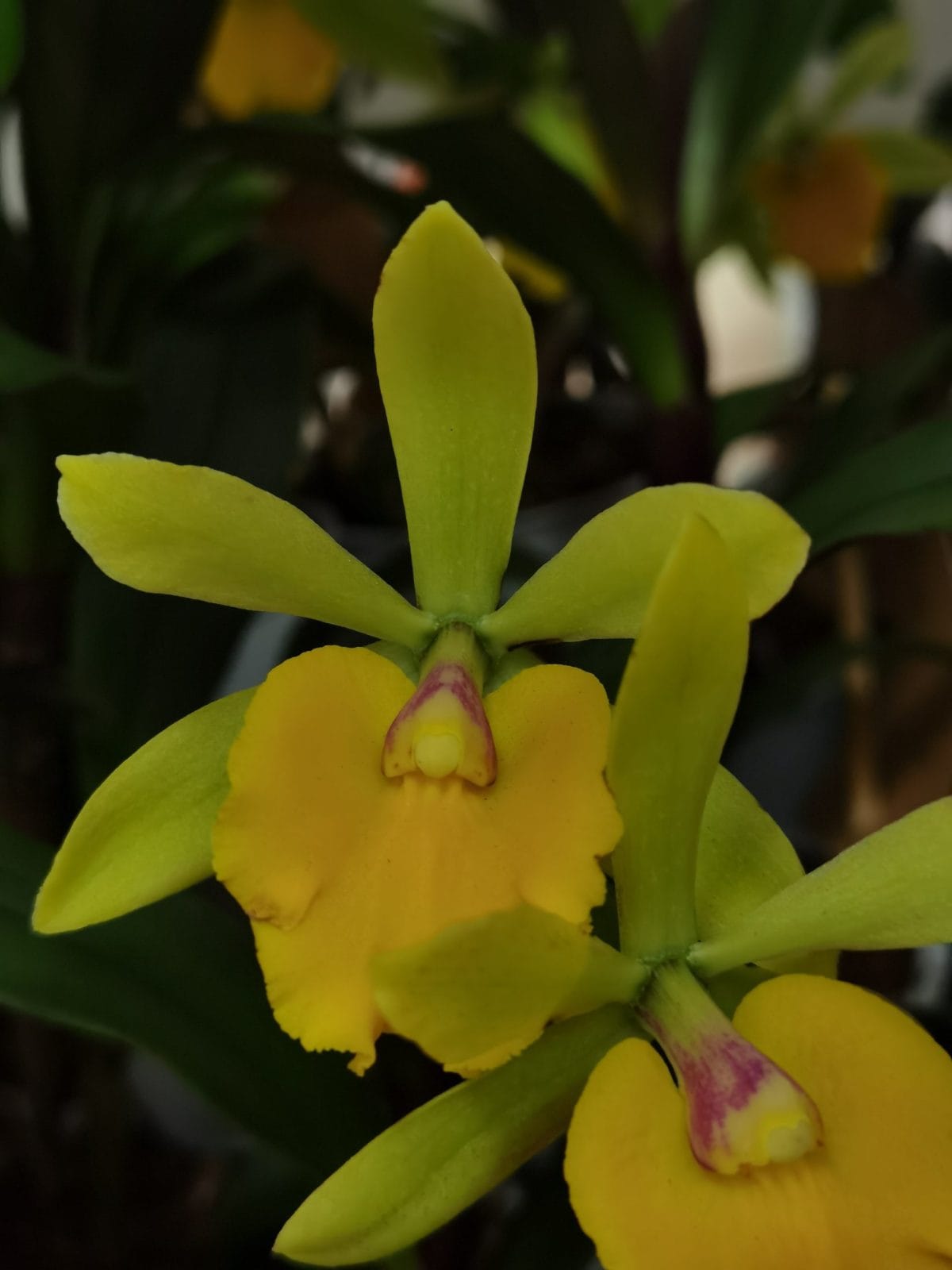 Orquídea Epic Rene Marquez x Pot Free Spirit com flores vibrantes em floração