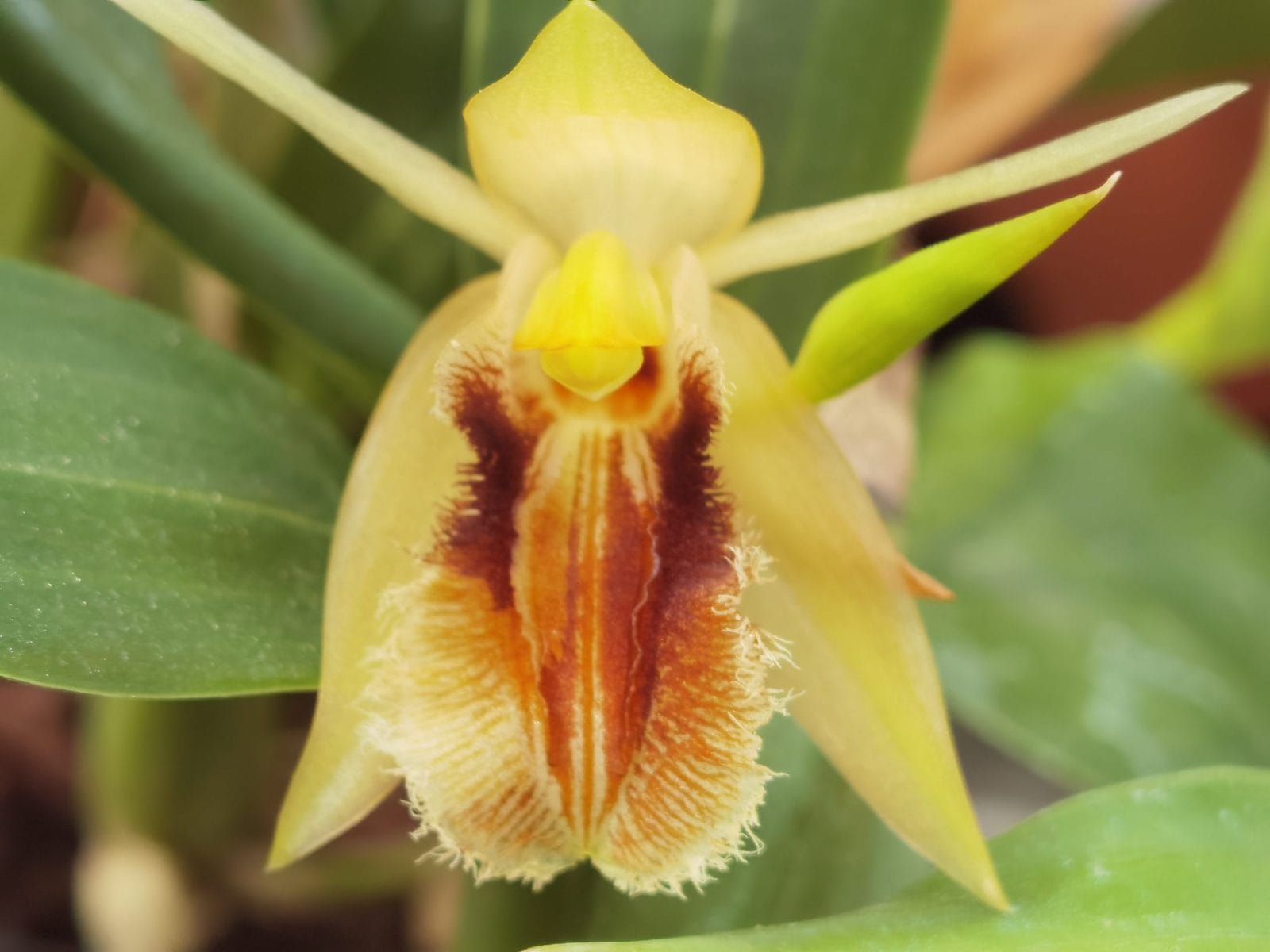 Coelogyne ovalis
