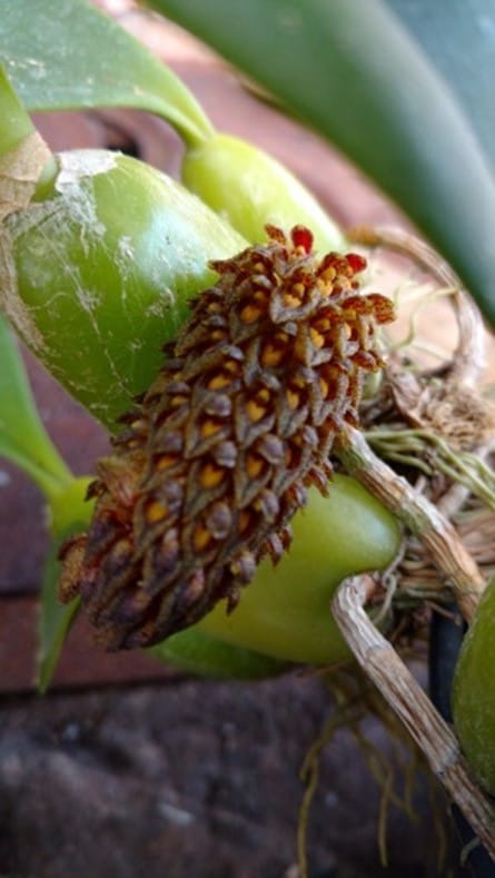 Bulbophyllum crassipes